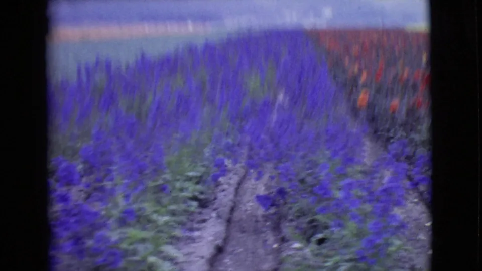 Vehicle-height 1968 8mm view across purple and red flower rows beside a narrow dirt track in San Diego County.