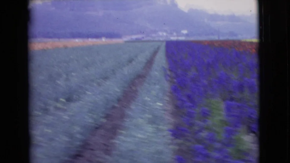 1968 8mm frame from San Diego County showing green crop rows, purple flower rows, and a central dirt path toward distant hills.