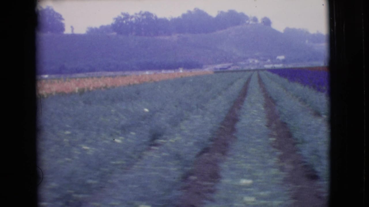 1968 San Diego County 8mm frame showing cultivated rows, distant trees, and a low hillside in soft color.