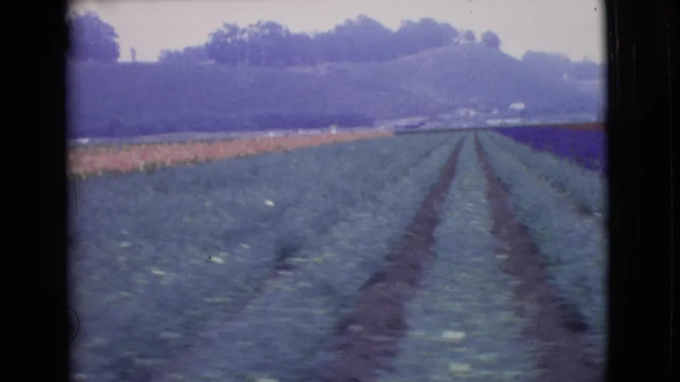1968 San Diego County 8mm frame showing cultivated rows, distant trees, and a low hillside in soft color.