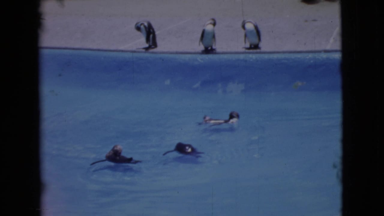 1968 San Diego County 8mm frame showing penguins swimming in a marine park pool with others standing along the concrete edge.