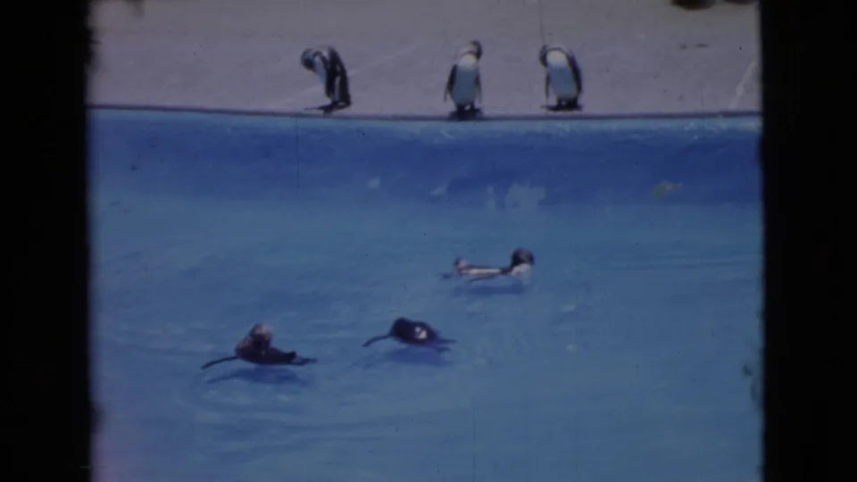 1968 San Diego County 8mm frame showing penguins swimming in a marine park pool with others standing along the concrete edge.