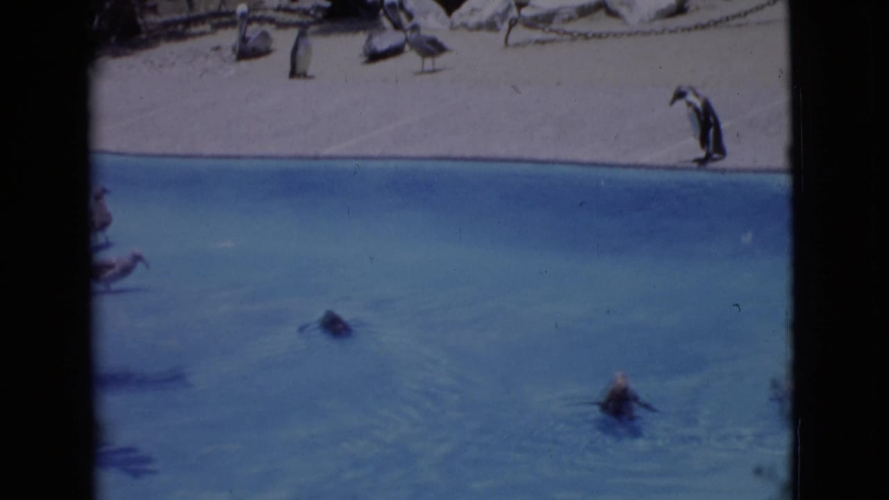 1968 San Diego County frame of penguins spread across a blue pool, with additional birds visible on the far concrete edge.
