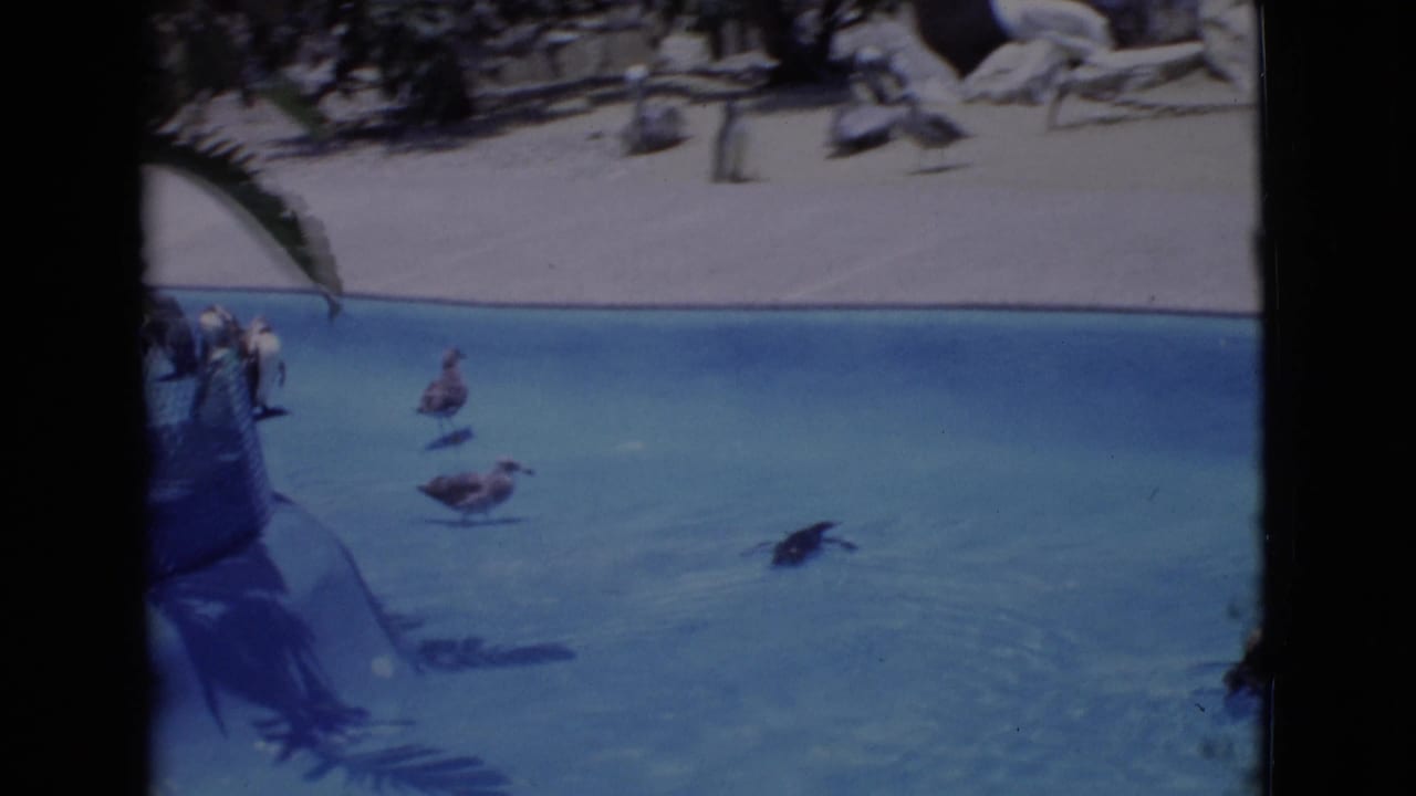 1968 8mm San Diego County zoo footage showing penguins in and beside a bright blue enclosure pool.