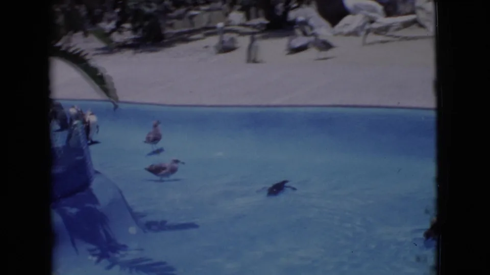 1968 8mm San Diego County zoo footage showing penguins in and beside a bright blue enclosure pool.