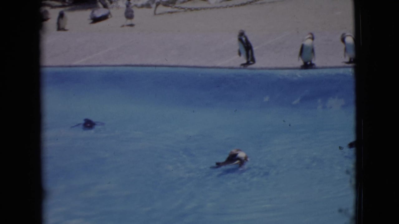 San Diego County 1968 zoo view with penguins standing on concrete and swimming in a blue pool.