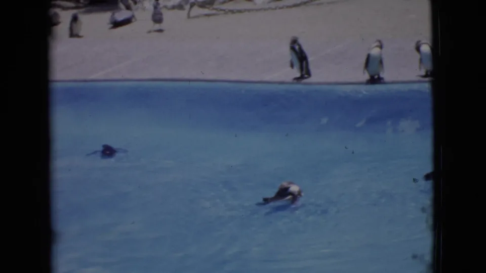 San Diego County 1968 zoo view with penguins standing on concrete and swimming in a blue pool.