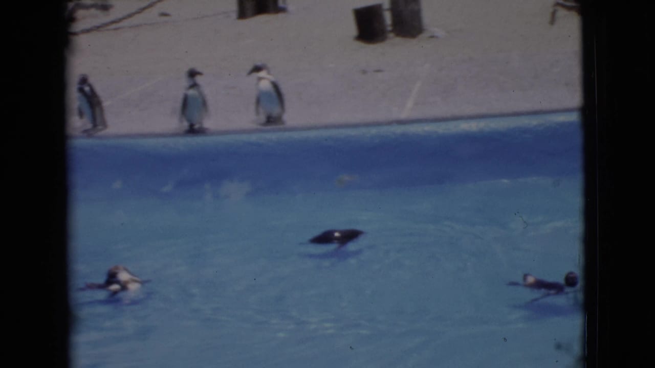 Home-movie frame from 1968 showing penguins in a zoo enclosure pool in San Diego County.