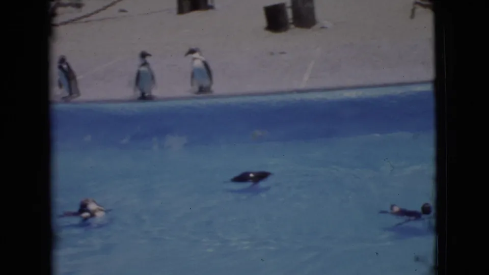 Home-movie frame from 1968 showing penguins in a zoo enclosure pool in San Diego County.