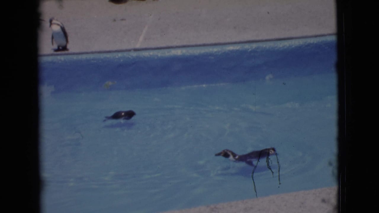 1968 8mm zoo footage shows penguins swimming in blue water with one bird standing on the concrete edge.