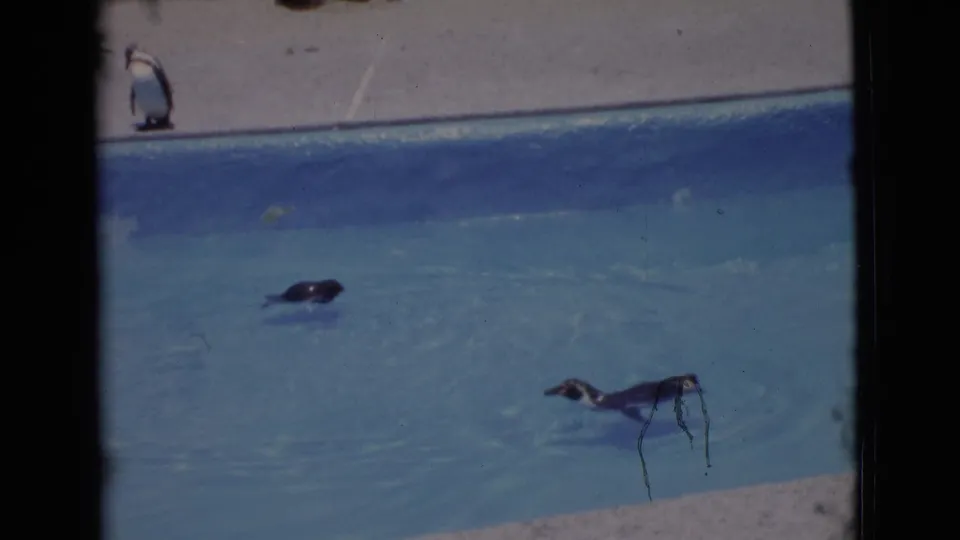 1968 8mm zoo footage shows penguins swimming in blue water with one bird standing on the concrete edge.