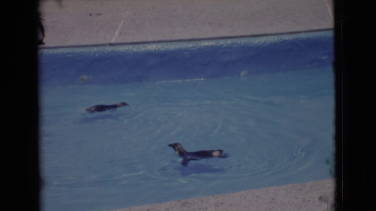 Two penguins swim in a blue zoo pool with concrete edging visible above.