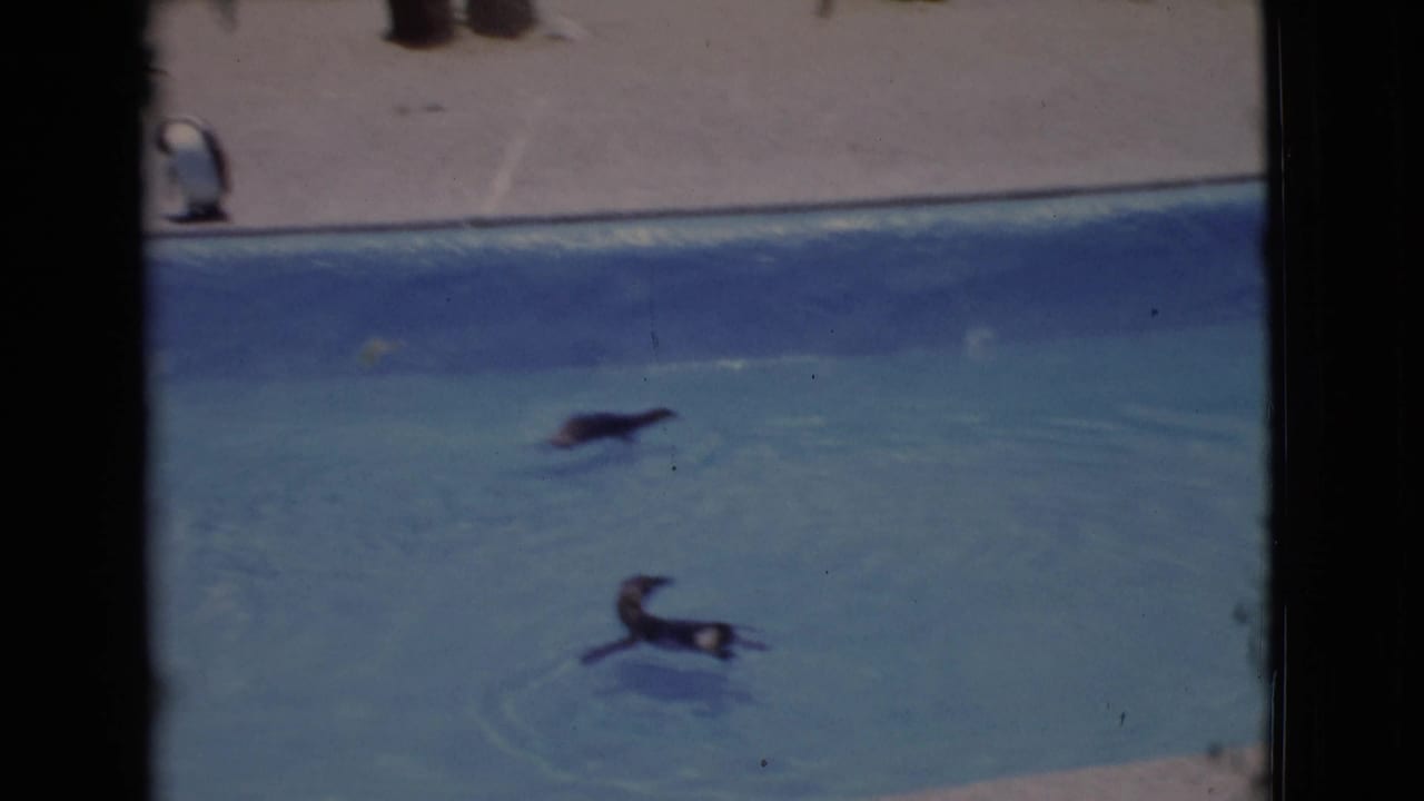 Two penguins move through a blue zoo pool in 1968 home-movie footage from the San Diego area.
