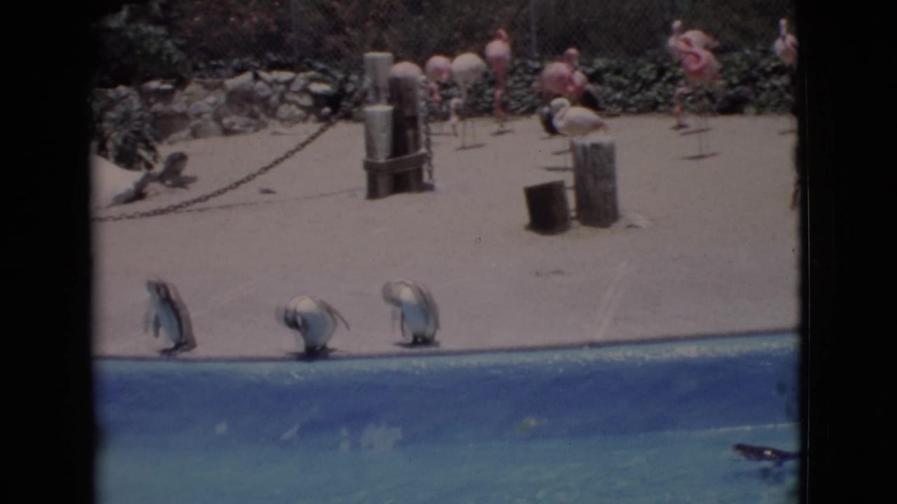 Penguins stand beside a blue pool, with flamingos and background visitors visible at a San Diego-area zoo in 1968.