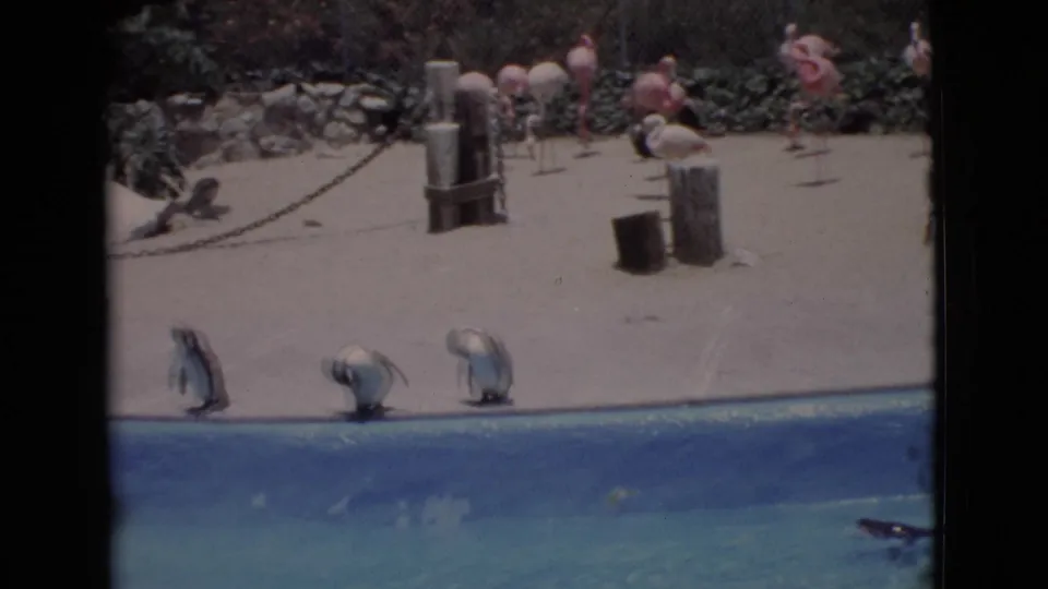 Penguins stand beside a blue pool, with flamingos and background visitors visible at a San Diego-area zoo in 1968.