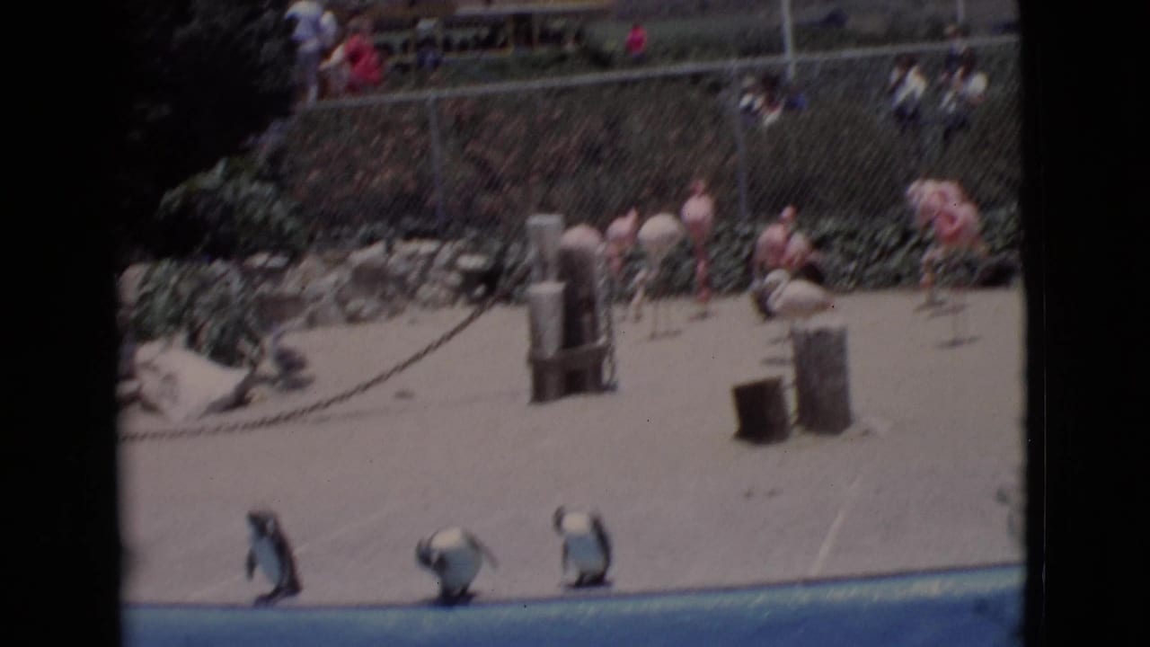 A wider 1968 San Diego-area zoo view shows penguins by the pool, flamingos behind fencing, and visitors in the background.