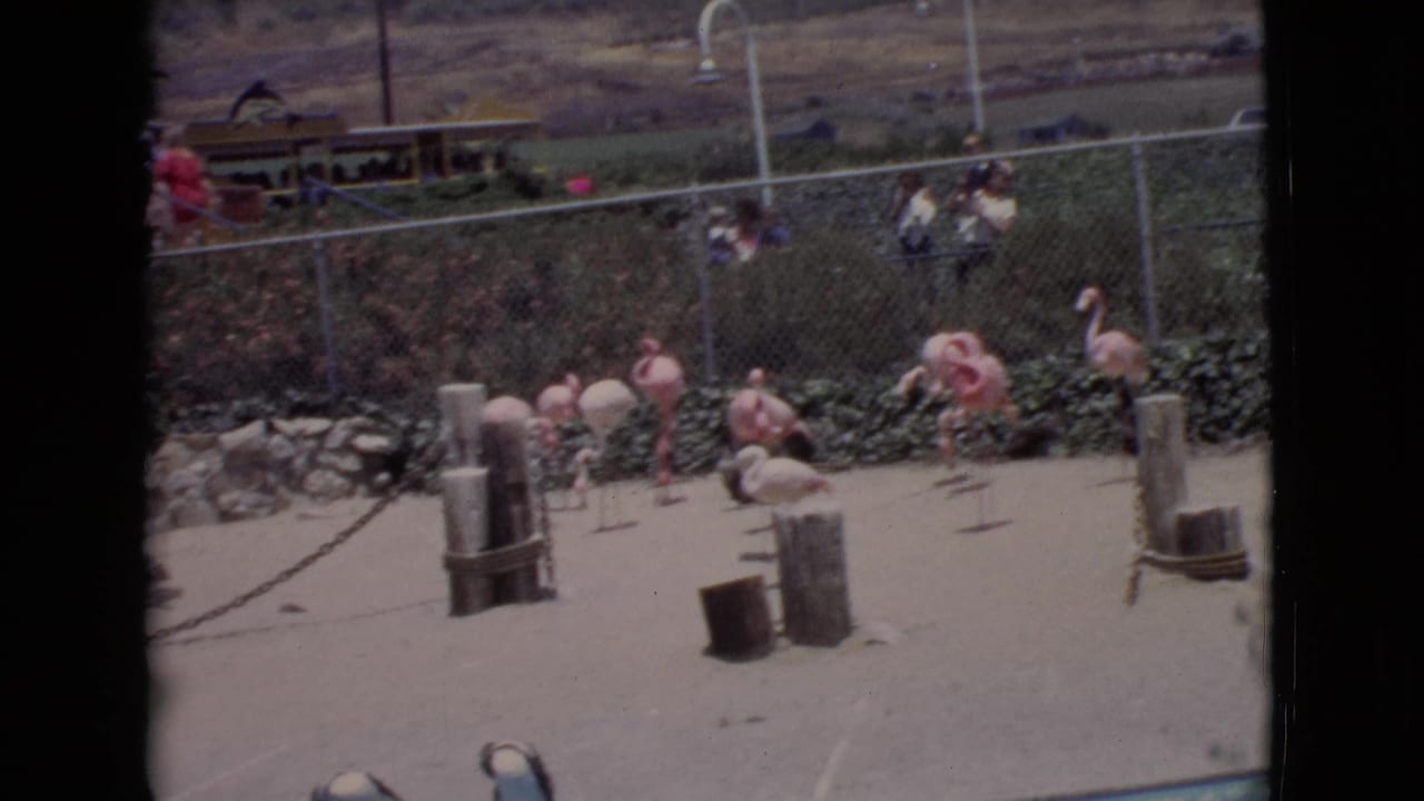Pink flamingos stand in a sandy zoo enclosure while visitors watch behind a chain-link fence.