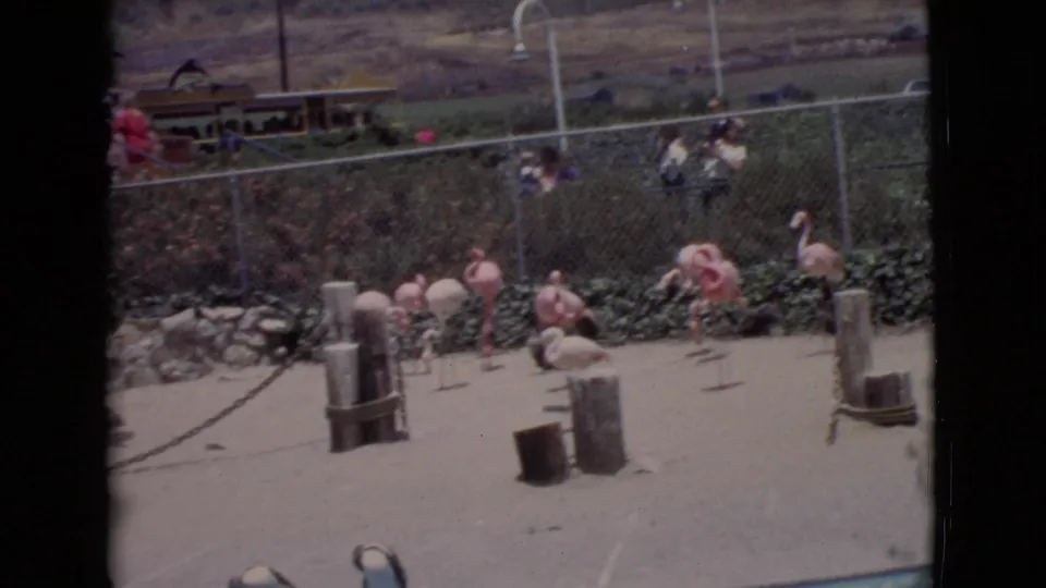 1968 San Diego County 8mm frame showing flamingos in a sandy zoo enclosure with distant visitors behind a chain-link fence.