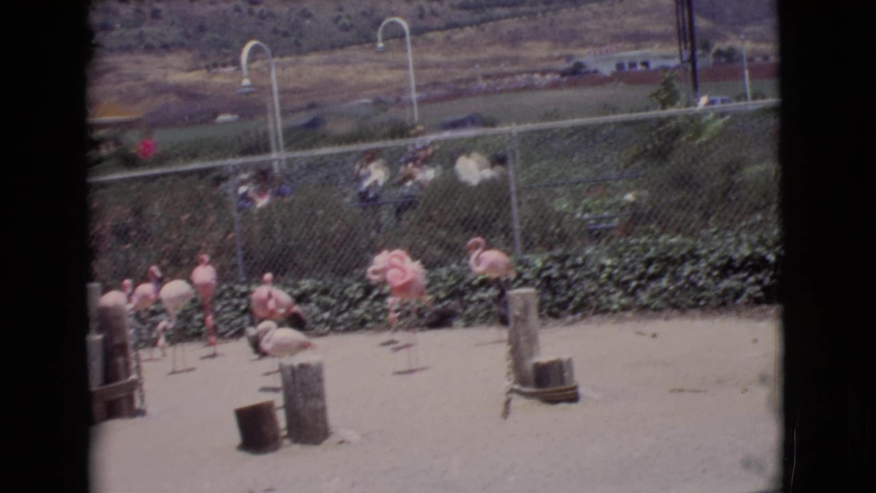 1968 San Diego County zoo scene with flamingos near low greenery and spectators visible behind a chain-link fence.