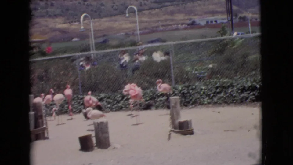 1968 San Diego County zoo scene with flamingos near low greenery and spectators visible behind a chain-link fence.