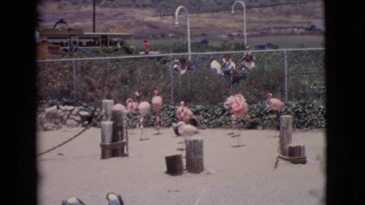 Vintage 8mm zoo frame from San Diego County showing flamingos, enclosure posts, shrubs, and spectators beyond the fence.