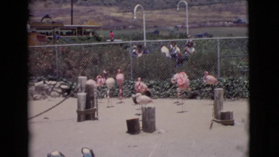 Vintage 8mm zoo frame from San Diego County showing flamingos, enclosure posts, shrubs, and spectators beyond the fence.