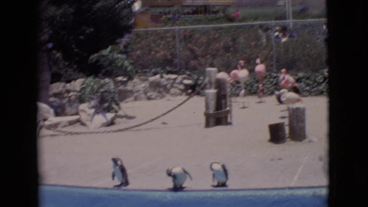 1968 San Diego County zoo frame with three penguins by a blue pool and flamingos in the fenced enclosure behind them.