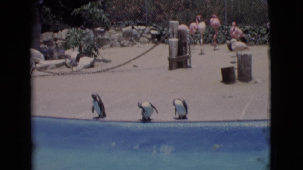 1968 San Diego County zoo footage showing three penguins at a pool edge, with birds, fencing, rocks, and distant visitors behind them.