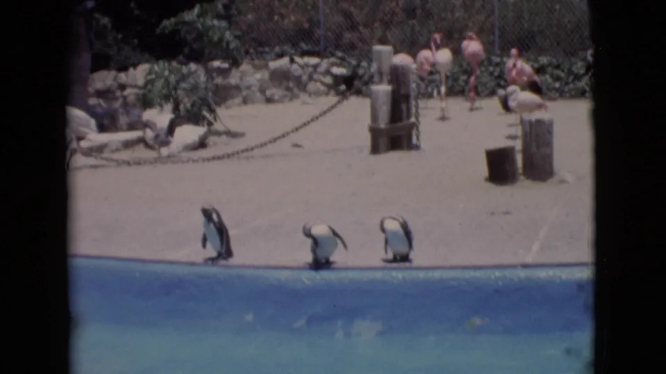 1968 San Diego County zoo footage showing three penguins at a pool edge, with birds, fencing, rocks, and distant visitors behind them.