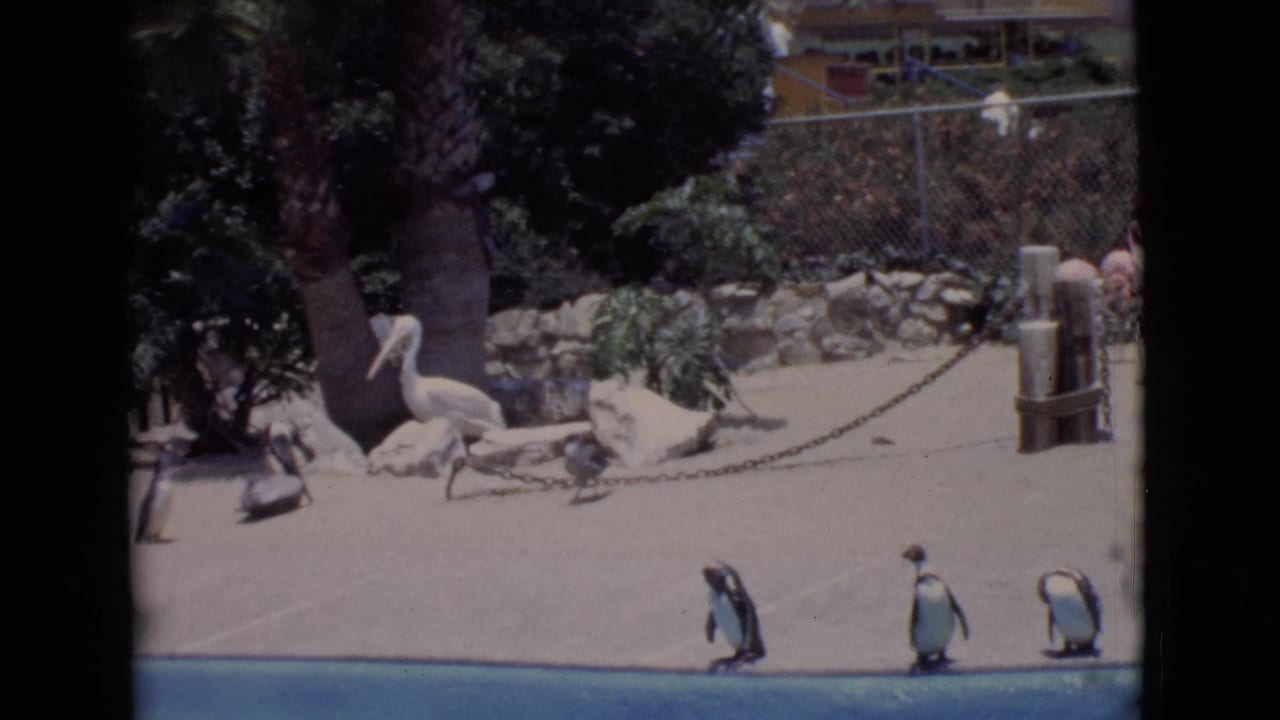 1968 San Diego County zoo frame with penguins near the pool, a white pelican, rocks, palm trees, fencing, and background birds.