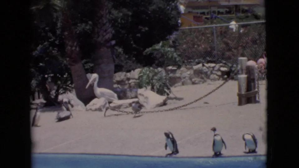 1968 San Diego County zoo frame with penguins near the pool, a white pelican, rocks, palm trees, fencing, and background birds.