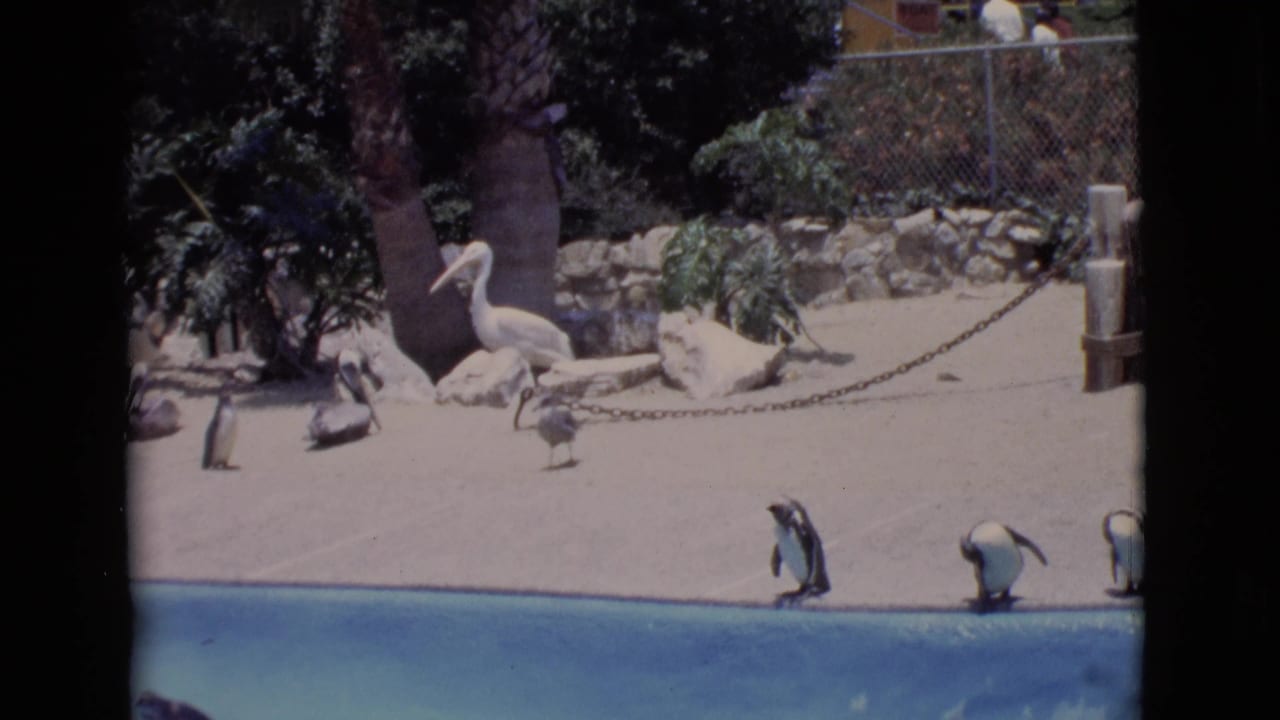 1968 San Diego County zoo footage showing penguins at the pool edge with a pelican, smaller birds, rocks, fencing, and palm foliage.