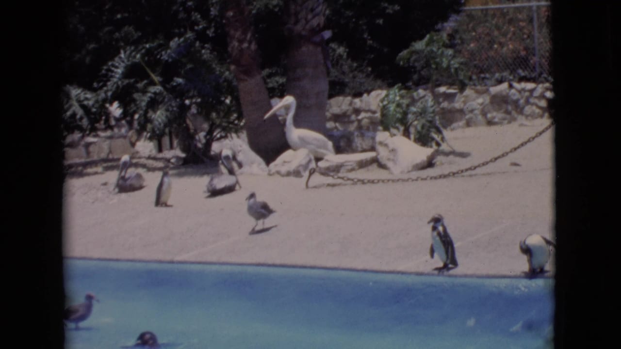 1968 San Diego County zoo frame with penguins along the pool edge, a pelican near rocks, smaller birds, palms, and enclosure fencing.