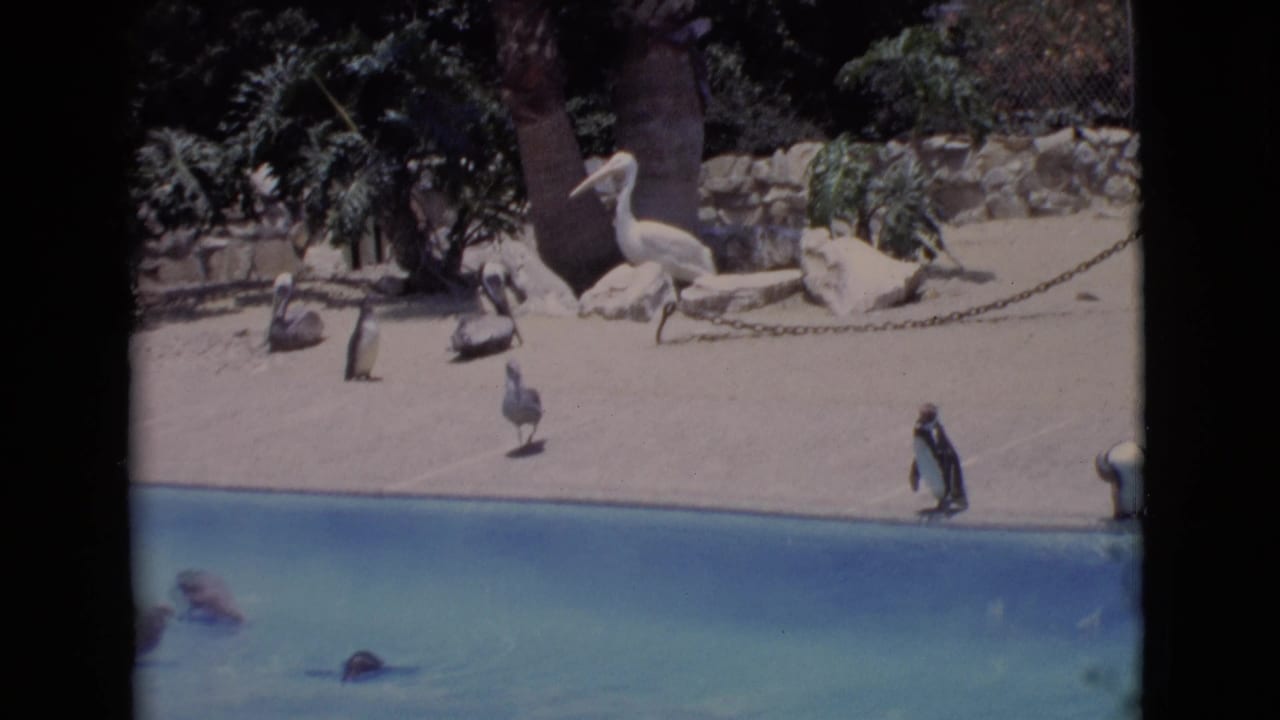 Penguins near a blue pool with large white birds standing on the sandy edge.