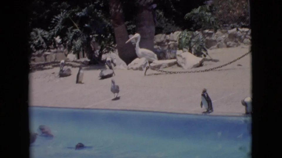 1968 San Diego County zoo enclosure view with penguins by a blue pool and large white birds near rocks and trees.