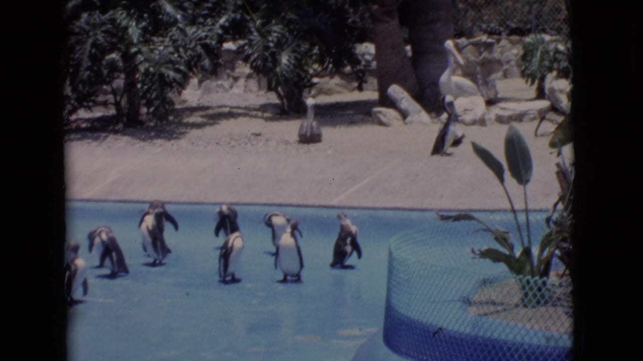 Penguins gather in a bright blue zoo pool in San Diego County, with sandy ground, rocks, and tropical planting behind them.