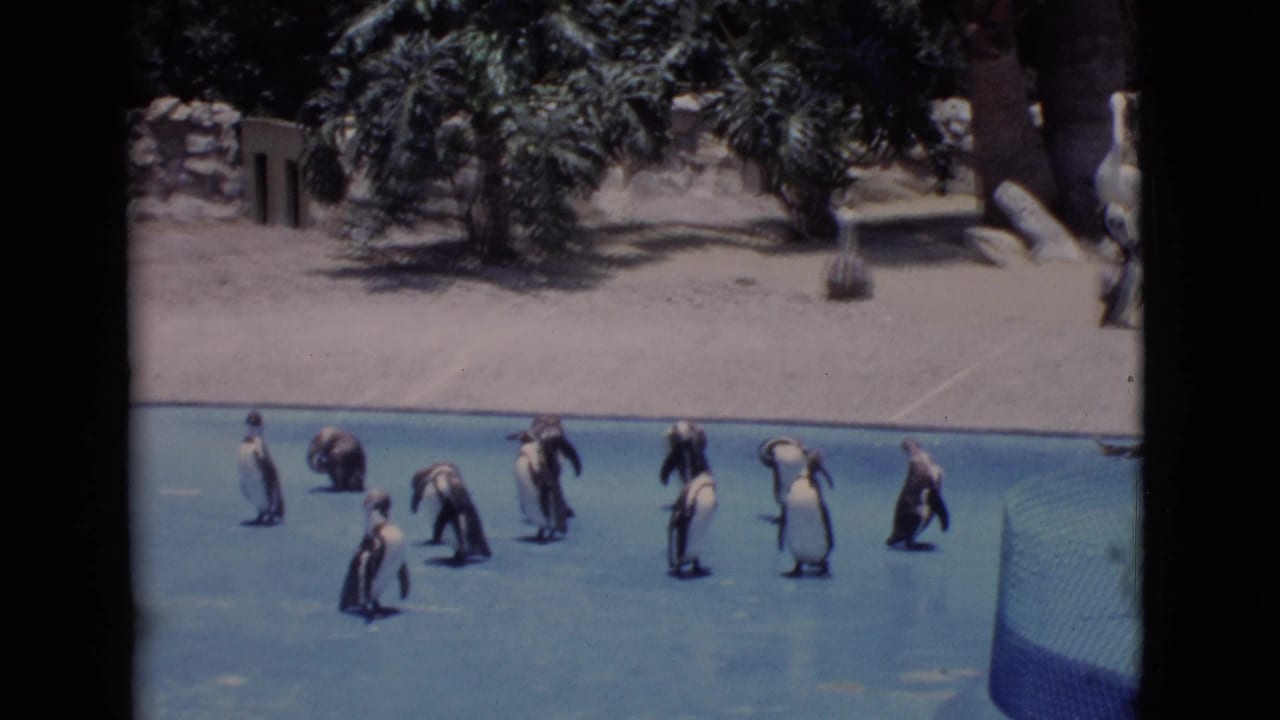 1968 home-movie frame of penguins in a blue outdoor zoo pool, with rocks, trees, sandy ground, and a side barrier visible.