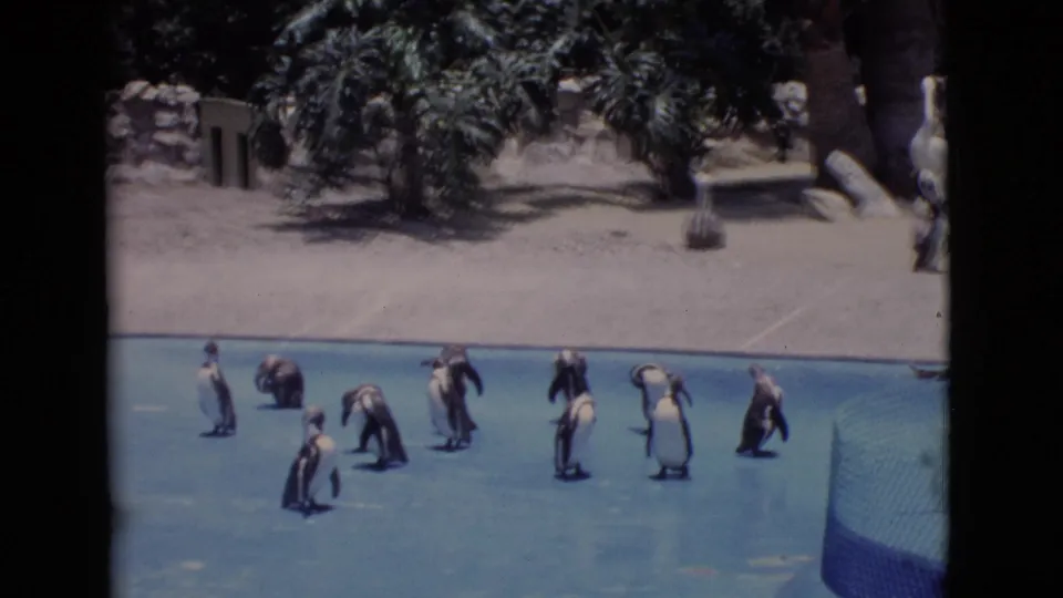 1968 home-movie frame of penguins in a blue outdoor zoo pool, with rocks, trees, sandy ground, and a side barrier visible.