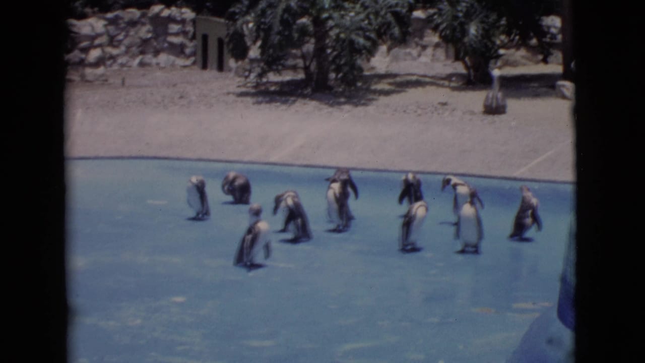 San Diego County 1968 zoo footage frame showing penguins in a blue pool, with sandy shore, rocks, and trees beyond.