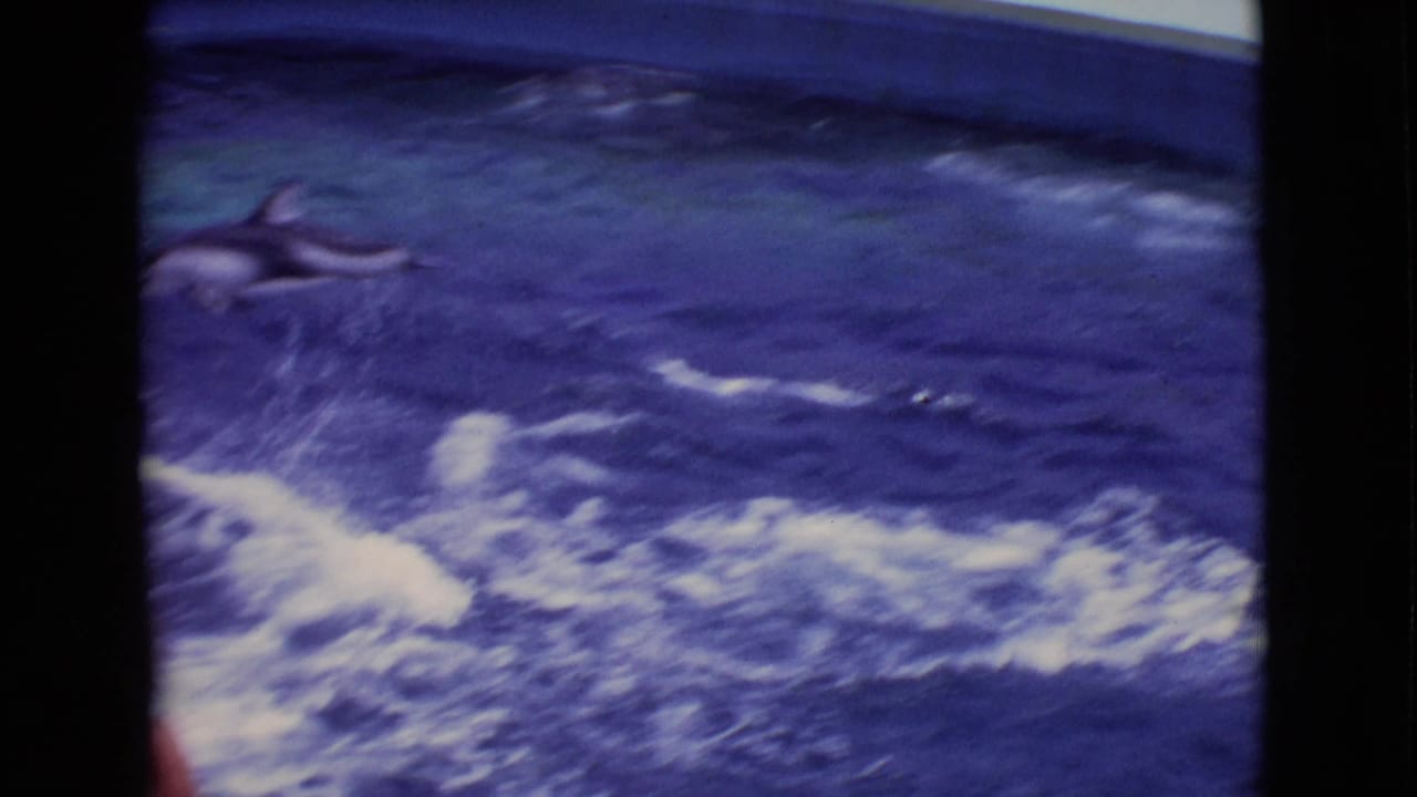Dolphins appear near the surface of a large aquarium pool in 1968 San Diego County footage, with foam trails across the water.