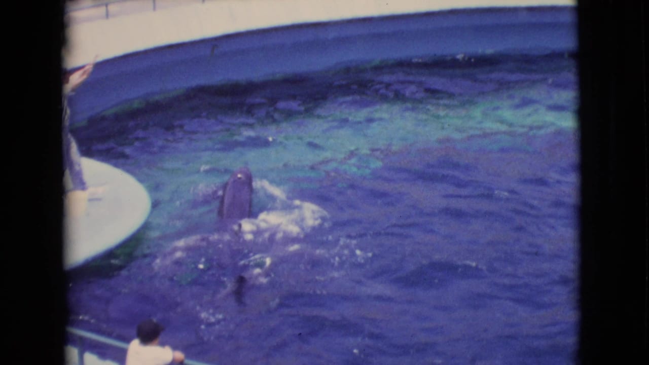 A dolphin surfaces upright near the pool edge while spectators watch from the lower frame in 1968 San Diego County home-movie footage.