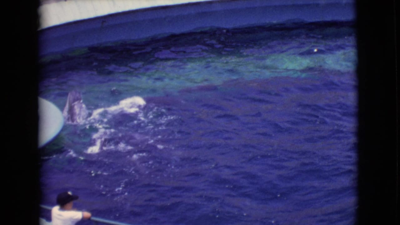 A dolphin creates a splash in the large aquarium pool as a viewer at the railing watches in 1968 San Diego County footage.