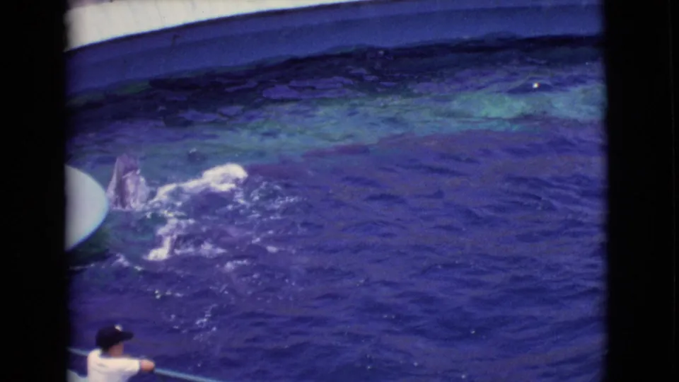 A dolphin creates a splash in the large aquarium pool as a viewer at the railing watches in 1968 San Diego County footage.