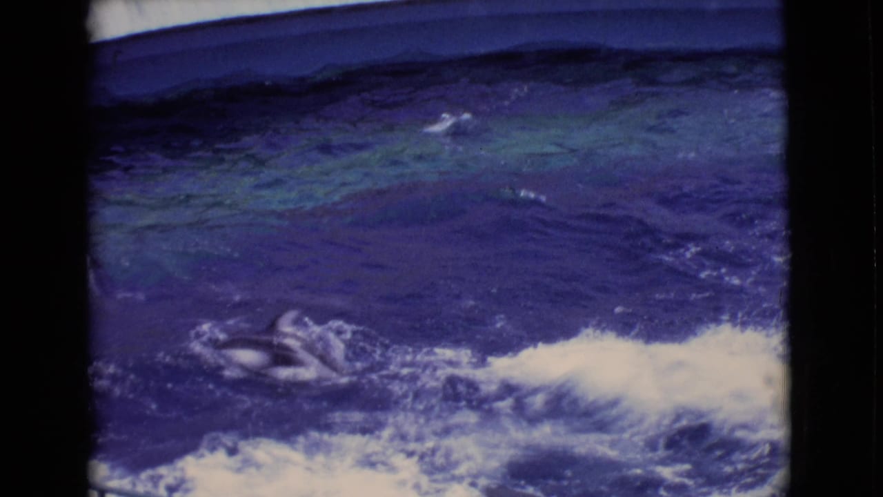 Dolphins surface in a blue marine park pool beside a concrete wall.