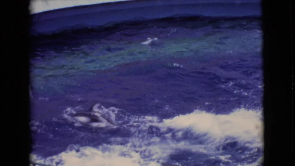 1968 San Diego County 8mm frame showing dolphins breaking the surface in a blue marine park pool near a curved concrete viewing wall.