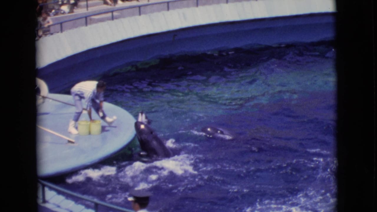 1968 San Diego County 8mm frame with a trainer on a circular platform feeding dolphins in a marine park pool.