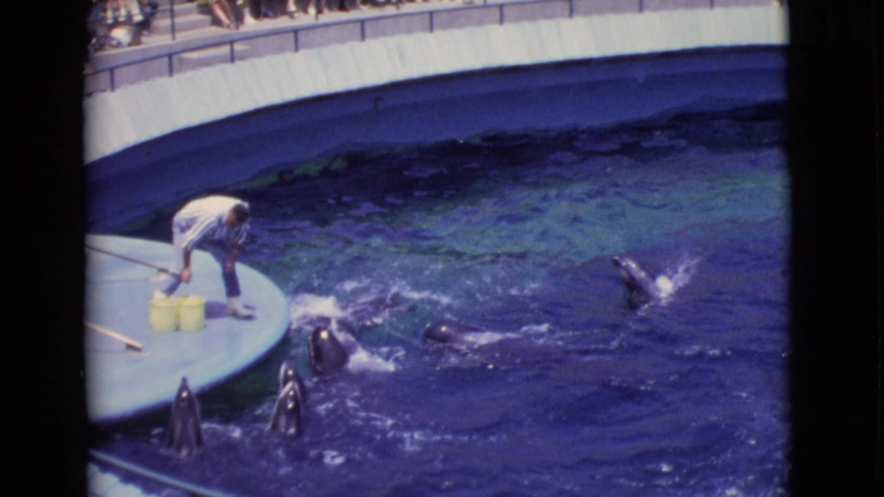 1968 San Diego County 8mm frame showing multiple dolphins rising near a trainer during a feeding demonstration at a marine park pool.