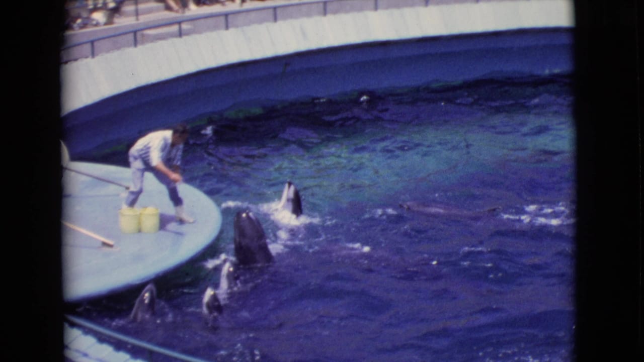 1968 San Diego County 8mm frame with dolphins surfacing around a circular platform as the trainer handles feed containers.