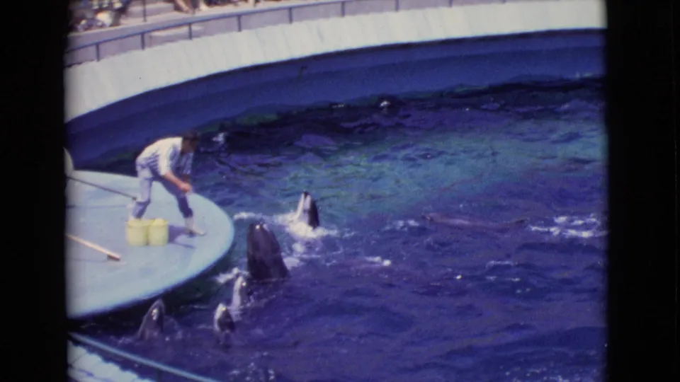 1968 San Diego County 8mm frame with dolphins surfacing around a circular platform as the trainer handles feed containers.