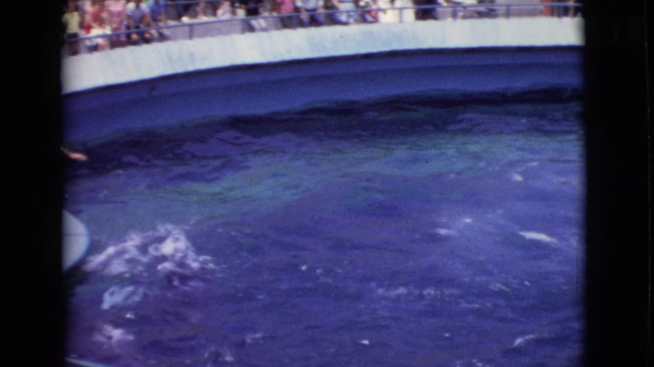 Dolphins disturb blue water inside a circular tank as spectators watch from the upper ledge.